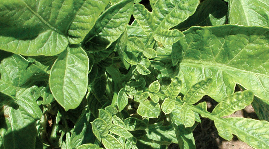 Tsingi tähtsus kartulikasvatuses