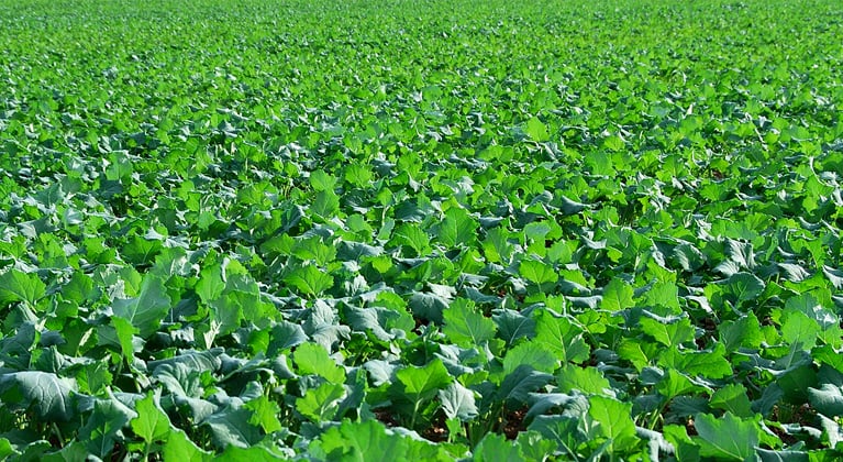 Rapsi väetamisprogrammid