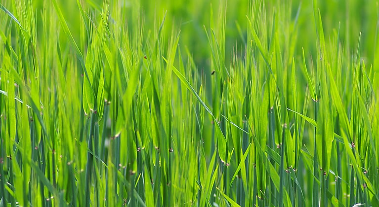 Odra väetamisprogrammid