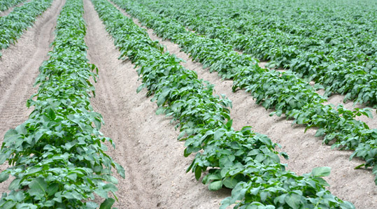 Kartuli väetamisprogramm