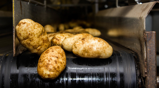 Mugulate tärklisesisaldust ja kvaliteeti mõjutavad tegurid