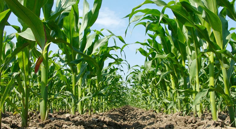 Maisi väetamisprogramm