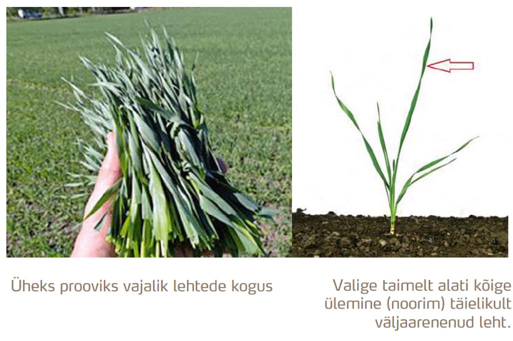 Leheproovide v&otilde;tmise juhend