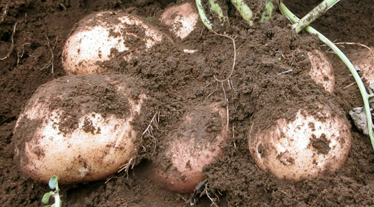 Kartulimugulate suuruse mõjutamine