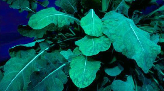 Mangaani roll rapsikasvatuses