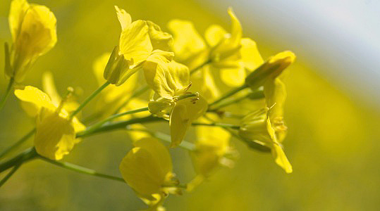 Glükosinolaadid (GLS) on väävlit sisaldavad ühendid, mida on kõikides ristõielistes taimedes. Tegemist on taime ainevahetuses tekkivate teiseste ühenditega, mida saadakse glükoosist ja aminohapetest, mis omakorda sisaldavat väävlit (S) ja lämmastikku (N).