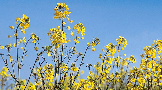 Rapsisaagi kvaliteedi mõjutamne