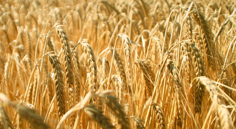 Odrasaagi kvaliteeti mõjutatavad tegurid