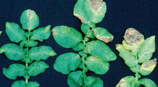 Mangaani tähtsus kartulikasvatuses