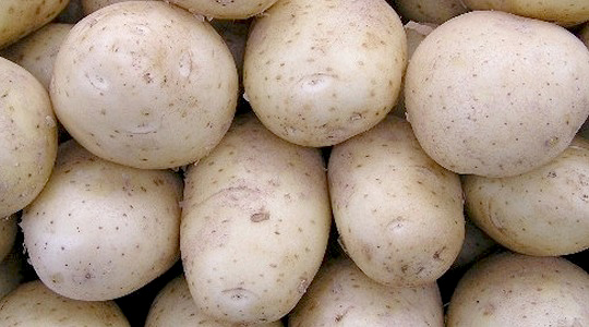 Kartuli mugulate plekilisuse vähendamine