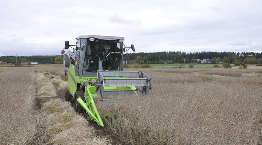 Rapsi tootmine maailmas