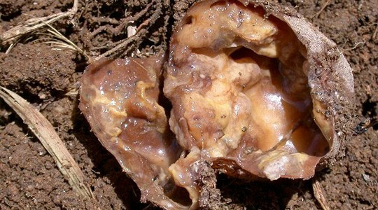 Märgmädanikku nakatumisse vähendamine