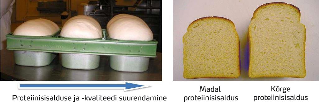 Nisu proteiinisisalduse ja selle kvaliteedi suurendamine