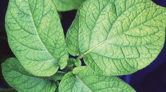 Väävli tähtsus kartulikasvatuses