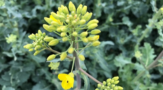 Molübdeeni roll rapsikasvatuses