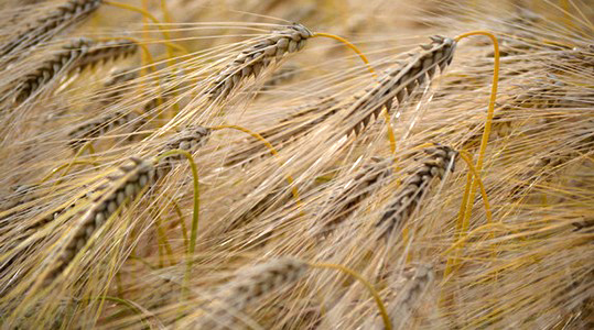Toiteelementide mõju odra kvaliteedile