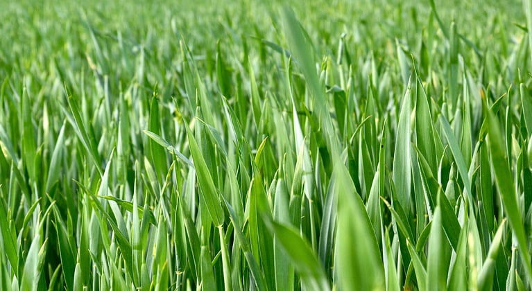 Nisu väetamisprogramm