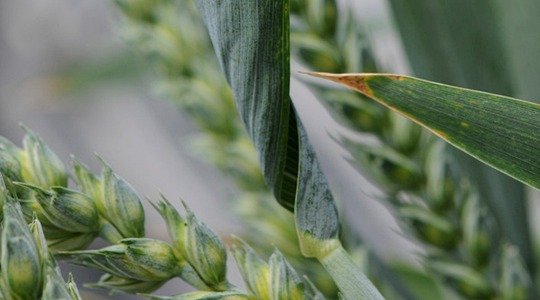 Nisu toitainete vajadus