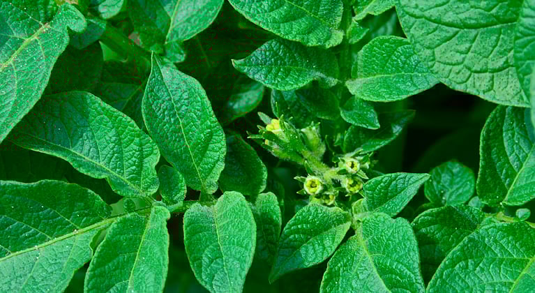 Kartuli väetamisprogramm