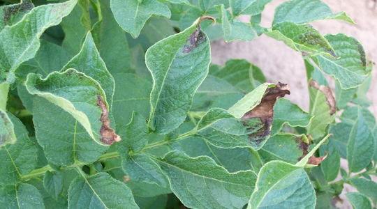 Kartuli lehehaiguste vähendamine