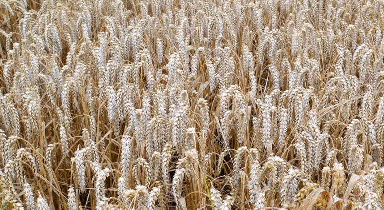 Nisu saagi kvaliteet