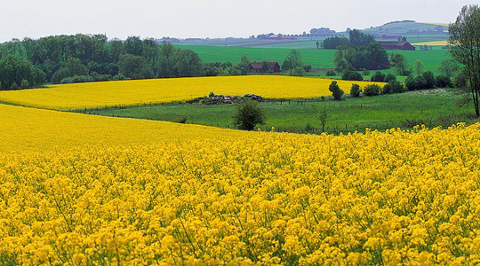 Turu nõudmised rapsi saagile