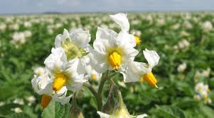 Boori tähtsus kartulikasvatuses