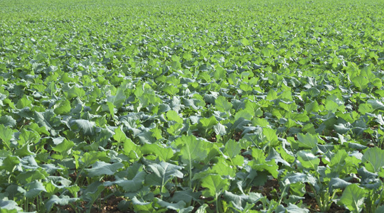 Rapsi toitainete vajadus