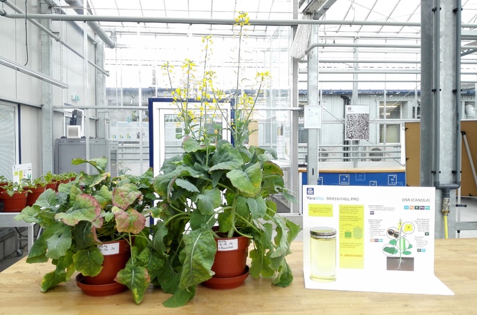 YarVita tooted on efektiivsed