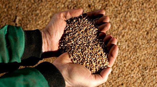 Turu nõudmised nisu saagile