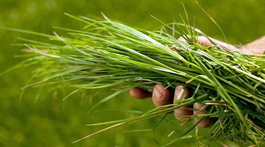 Leheproovide võtmise juhend