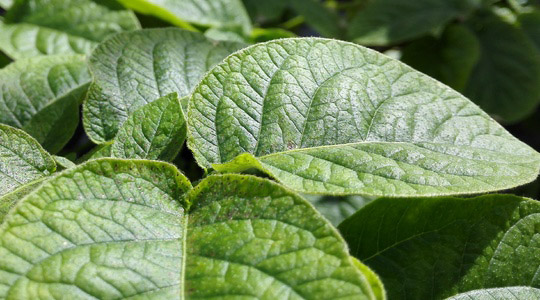 Kartulitaimede hea tervise hoidmine